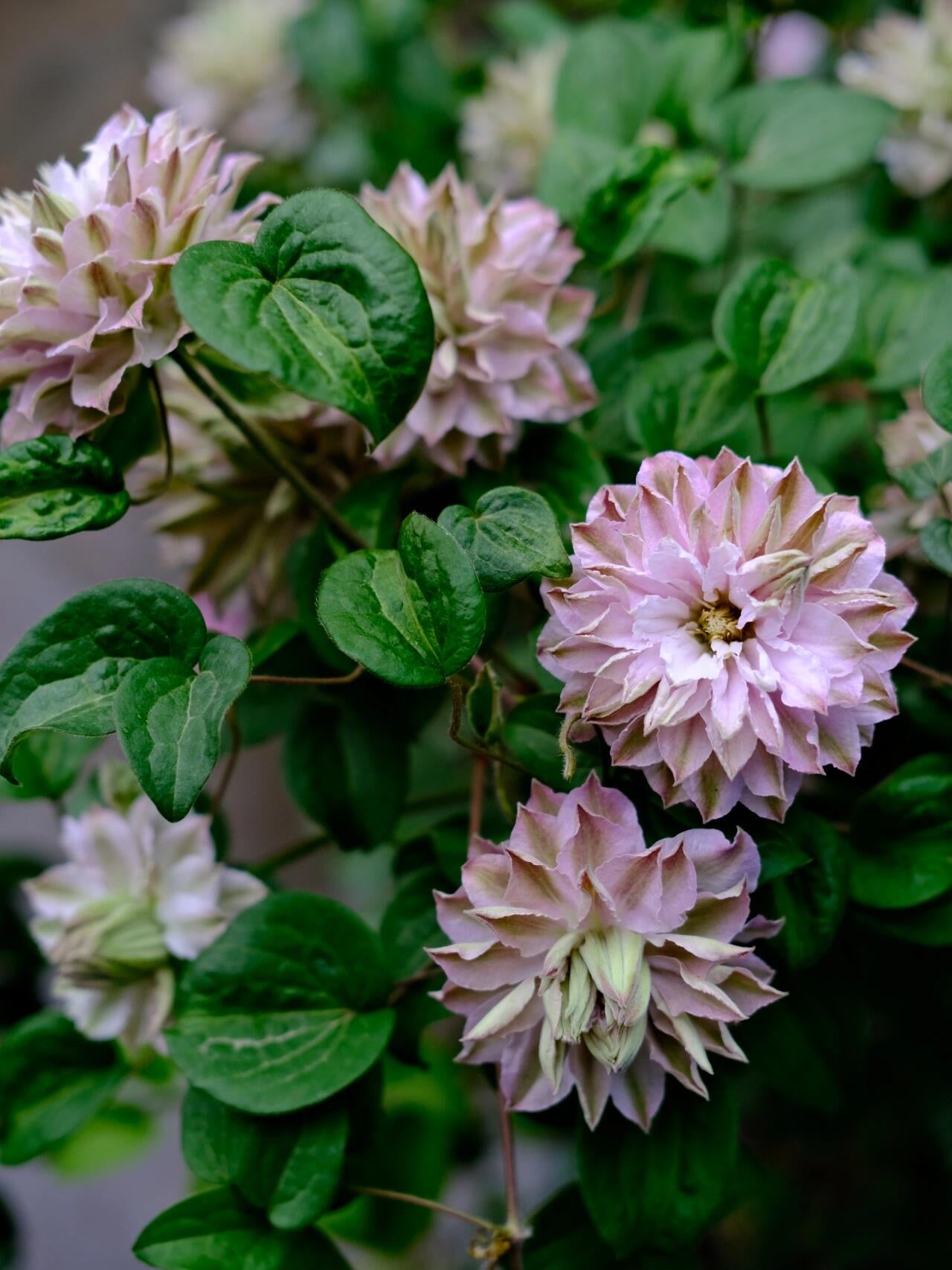 Clematis ' DACING SMILE  | 舞笑