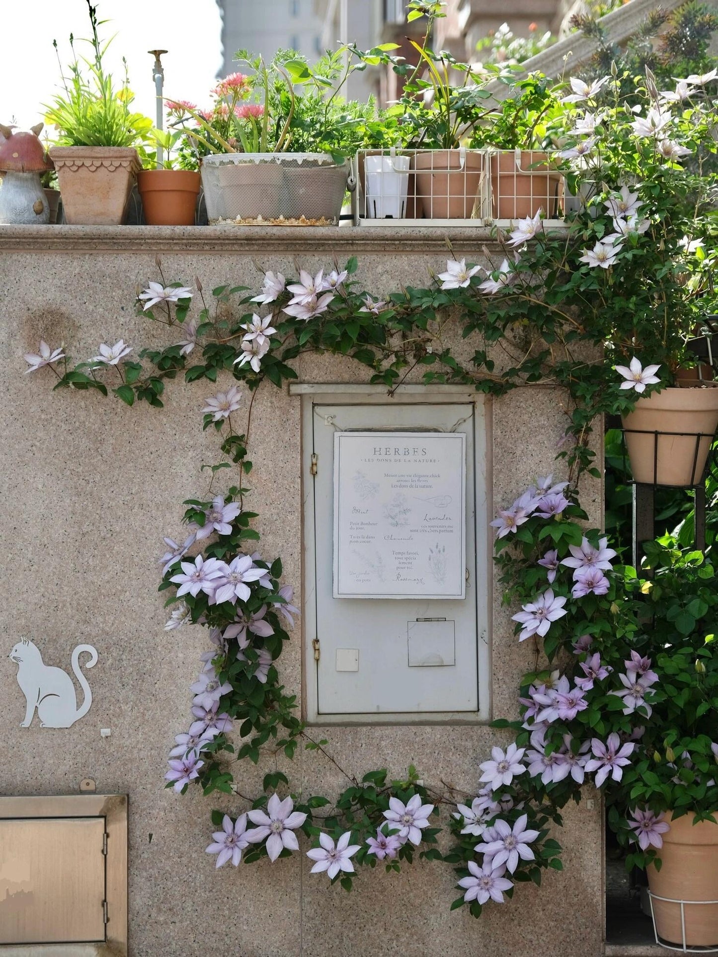 Clematis   博纳迪恩‘ Bernadine ’
