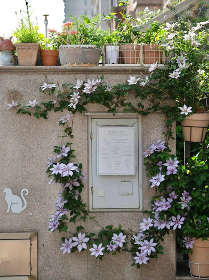 Clematis   博纳迪恩‘ Bernadine ’