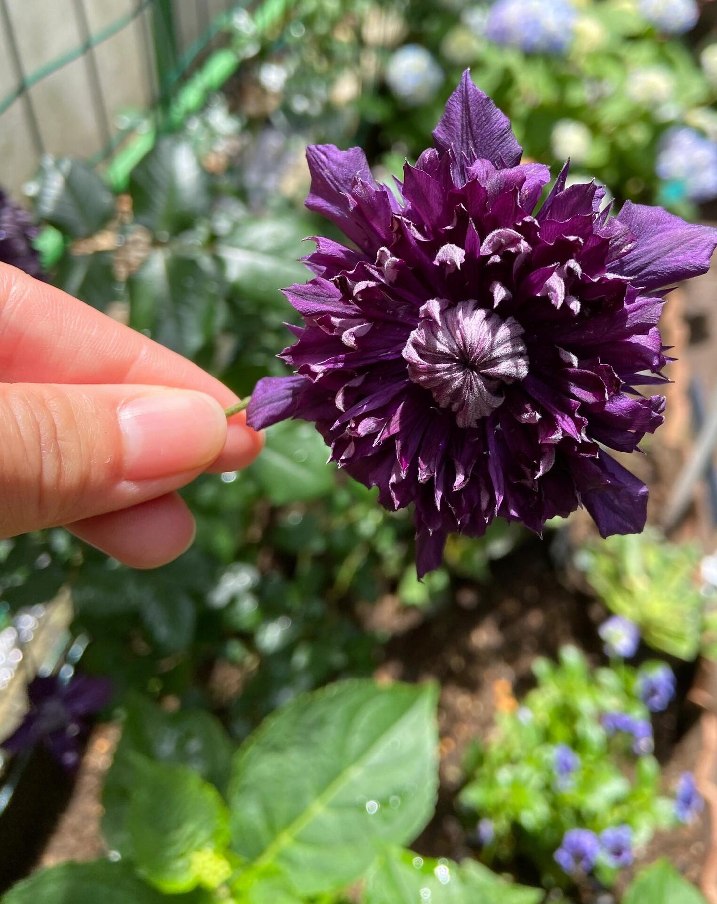 Clematis ' Kokonoe' 九重