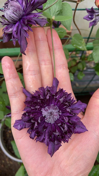 Clematis ' Kokonoe' 九重