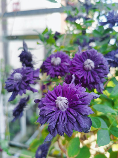 Clematis ' Kokonoe' 九重