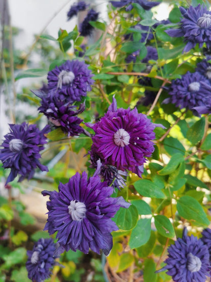 Clematis ' Kokonoe' 九重