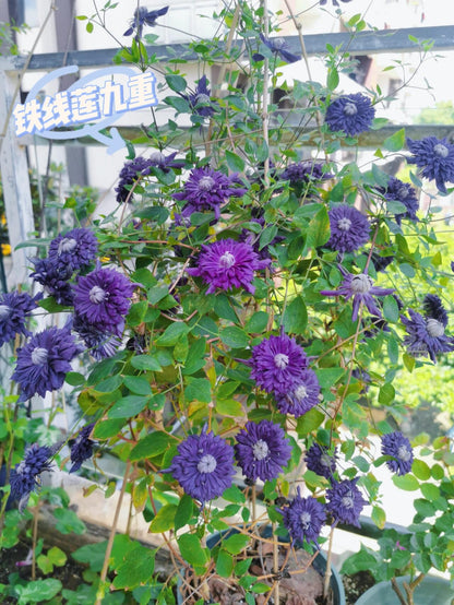 Clematis ' Kokonoe' 九重