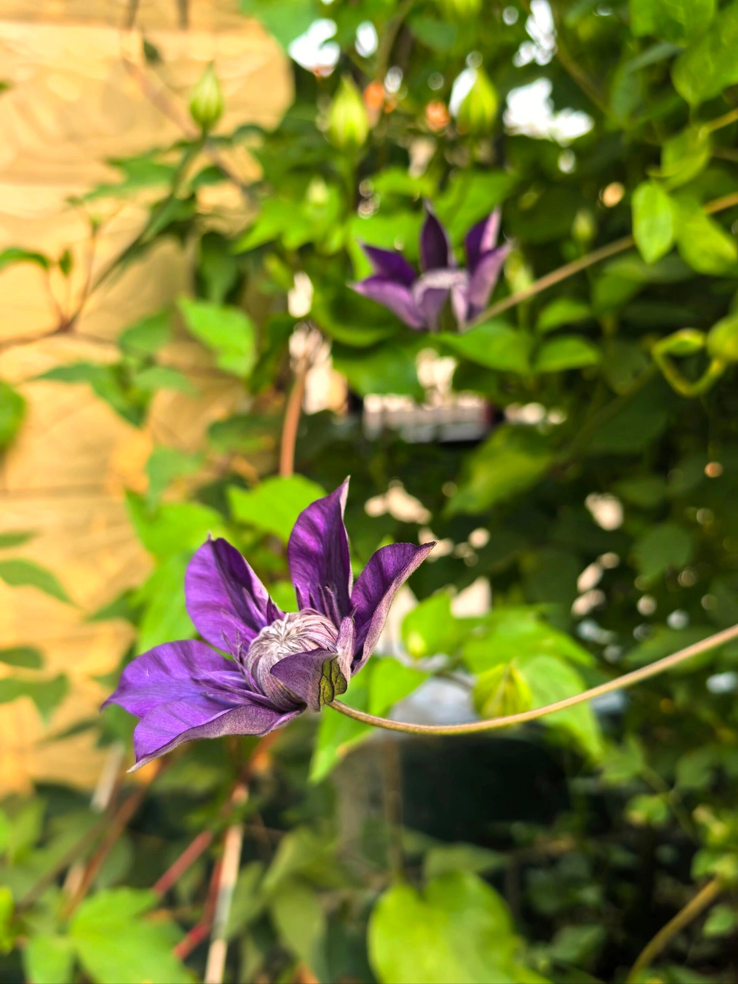Clematis ' Kokonoe' 九重