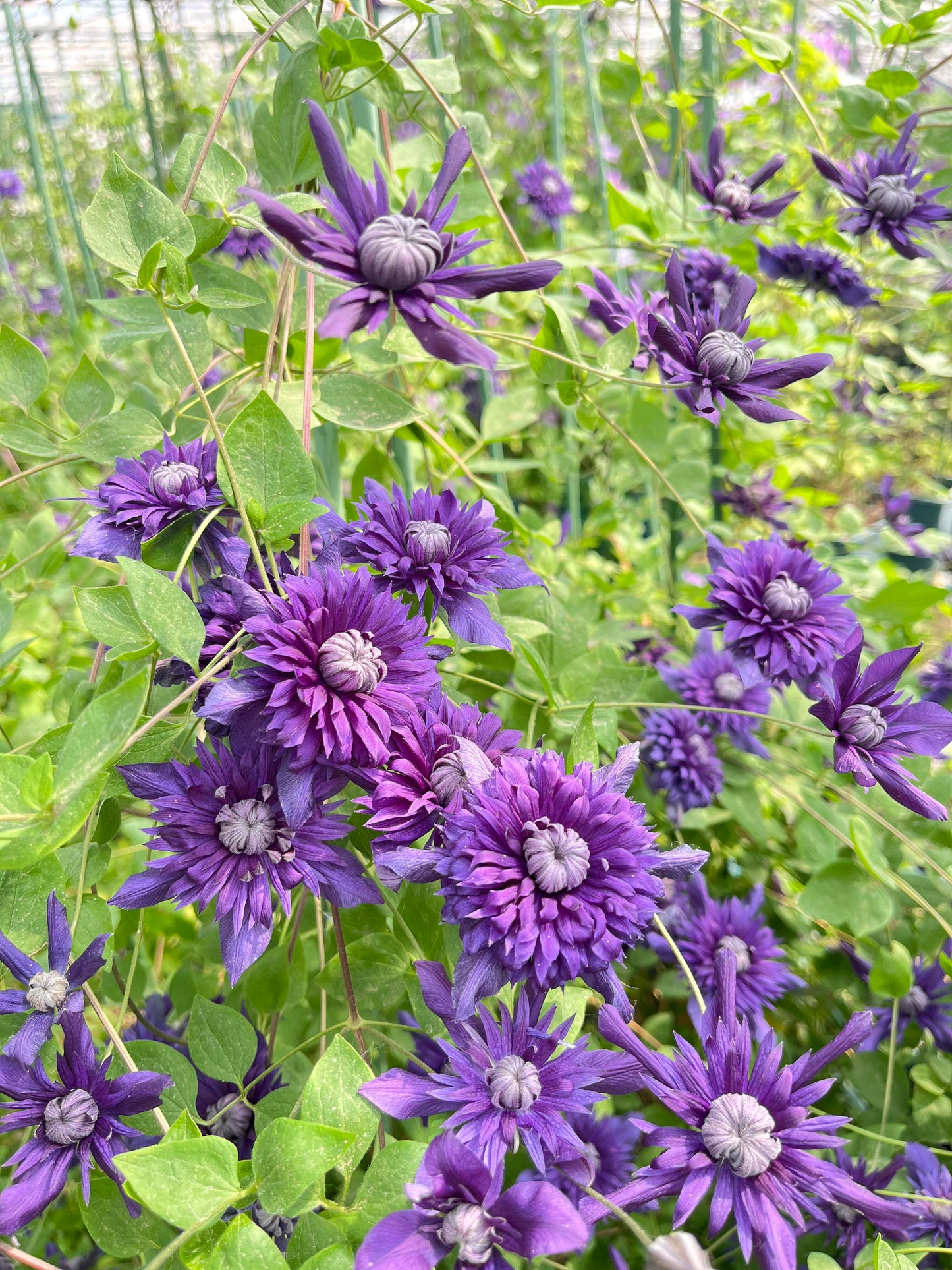 Clematis ' Kokonoe' 九重
