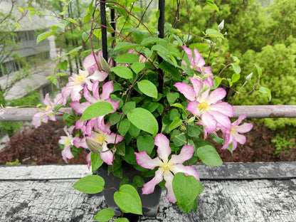 Clematis ‘Frau Susanne ’ 苏珊夫人