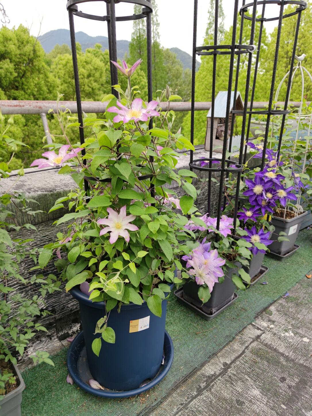 Clematis ‘Frau Susanne ’ 苏珊夫人