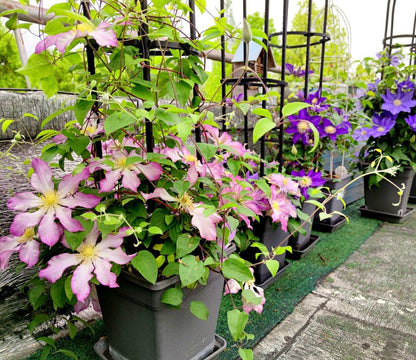 Clematis ‘Frau Susanne ’ 苏珊夫人