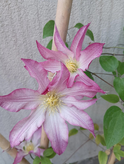 Clematis ‘Frau Susanne ’ 苏珊夫人