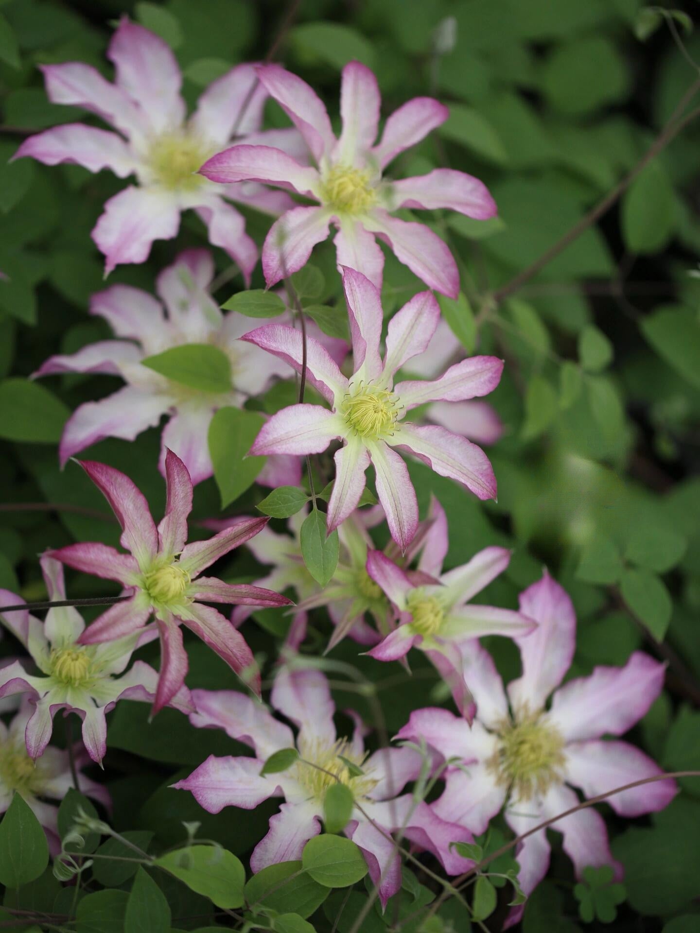 Clematis ‘Frau Susanne ’ 苏珊夫人