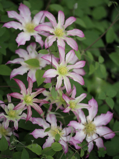 Clematis ‘Frau Susanne ’ 苏珊夫人