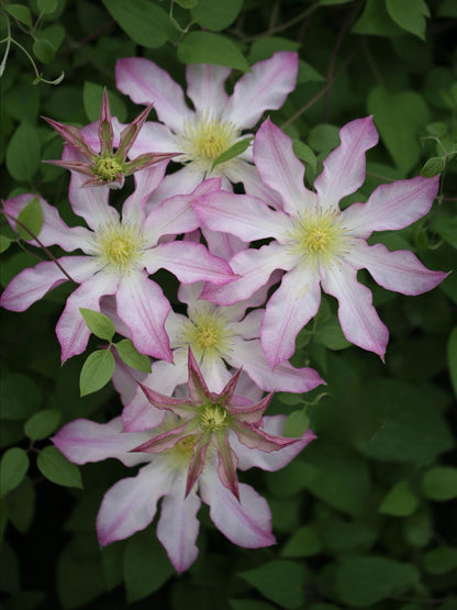 Clematis ‘Frau Susanne ’ 苏珊夫人