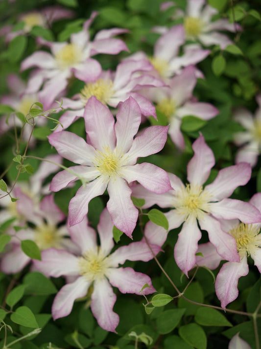 Clematis  ‘  Frau Susanne ’ 苏珊夫人