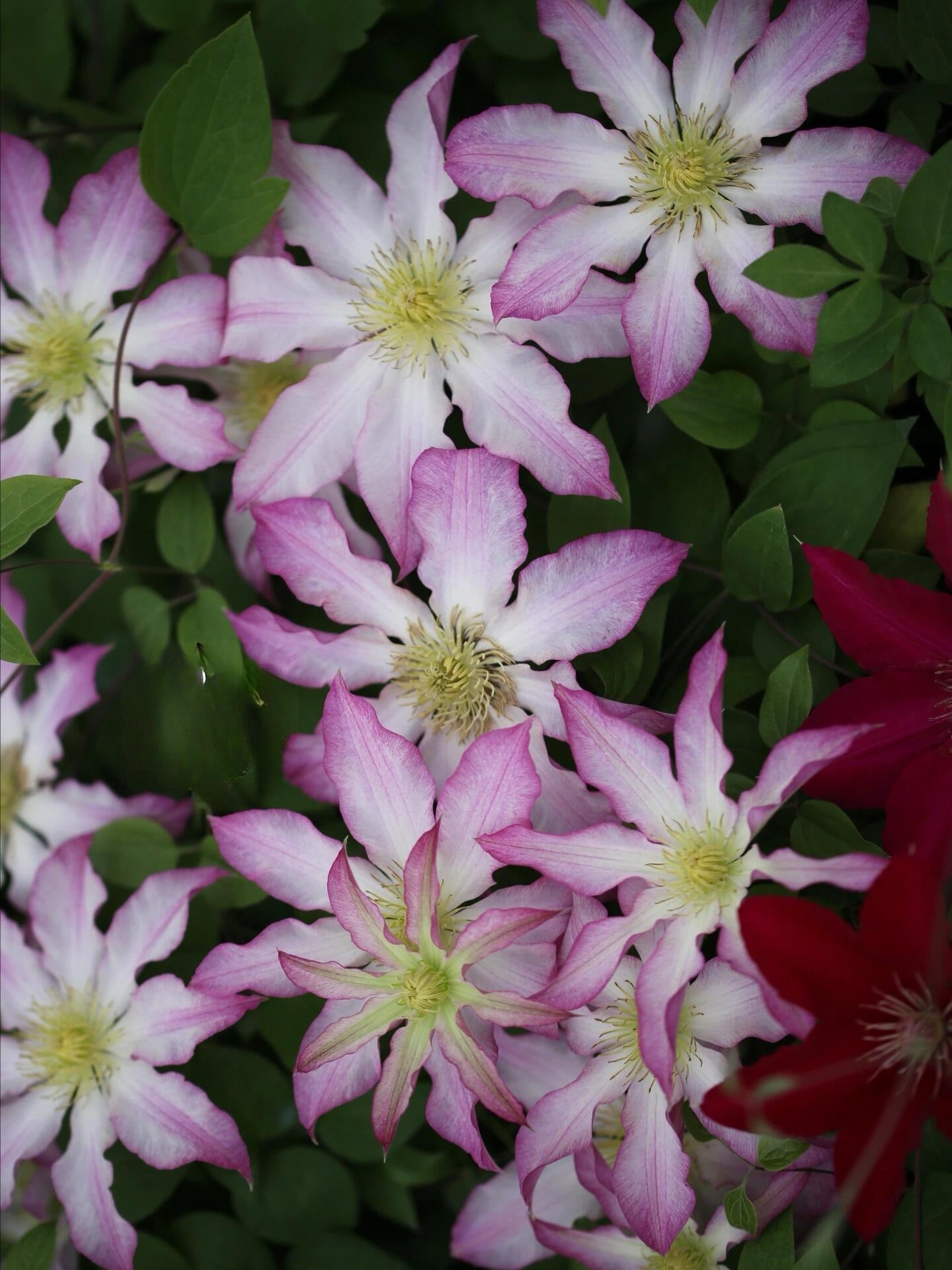 Clematis ‘Frau Susanne ’ 苏珊夫人
