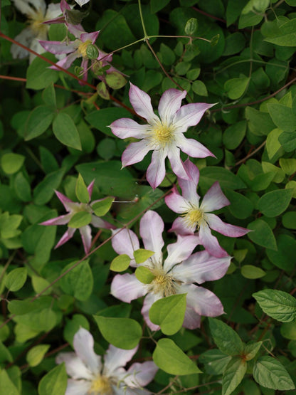 Clematis ‘Frau Susanne ’ 苏珊夫人