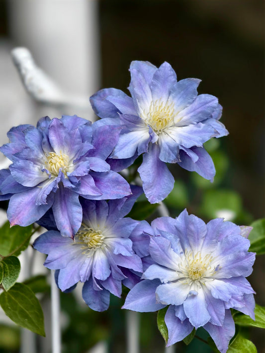 Clematis  ‘Azure Ball ’ 蔚蓝绒球