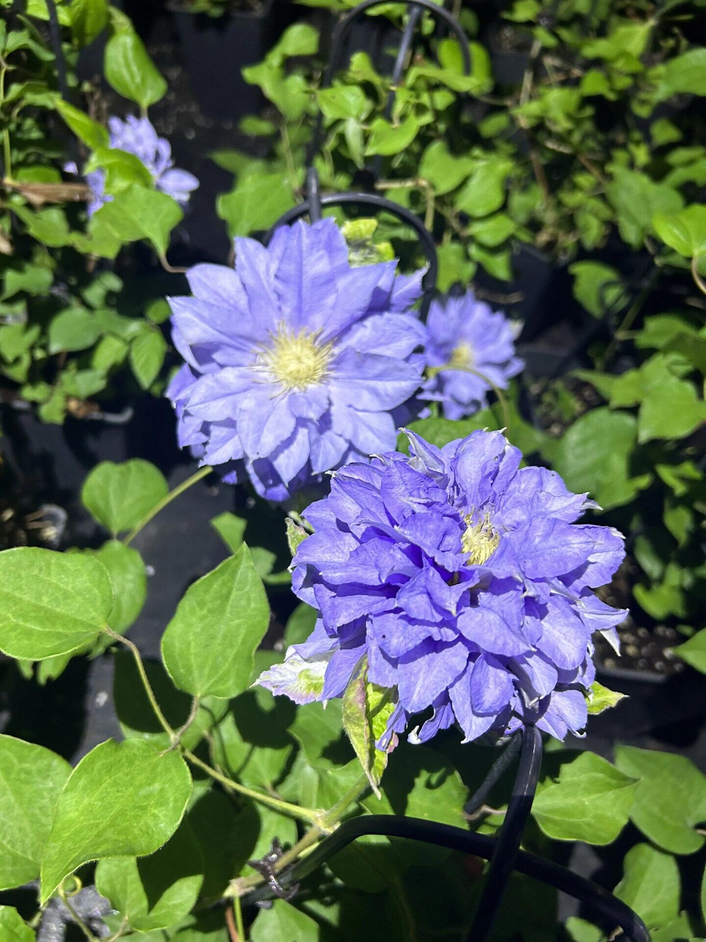Clematis  ‘Azure Ball ’ 蔚蓝绒球