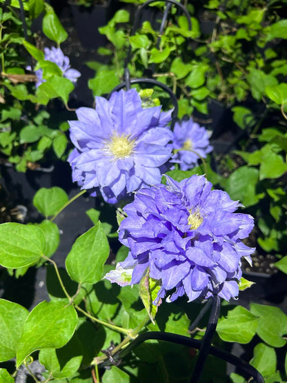Clematis  ‘Azure Ball ’ 蔚蓝绒球
