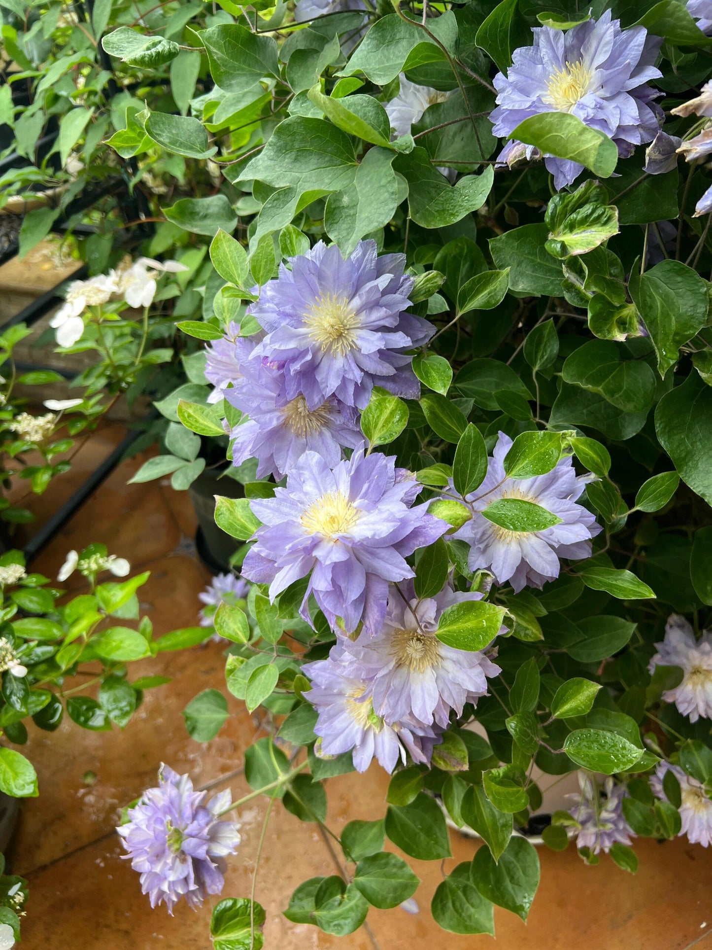 Clematis  ‘Azure Ball ’ 蔚蓝绒球