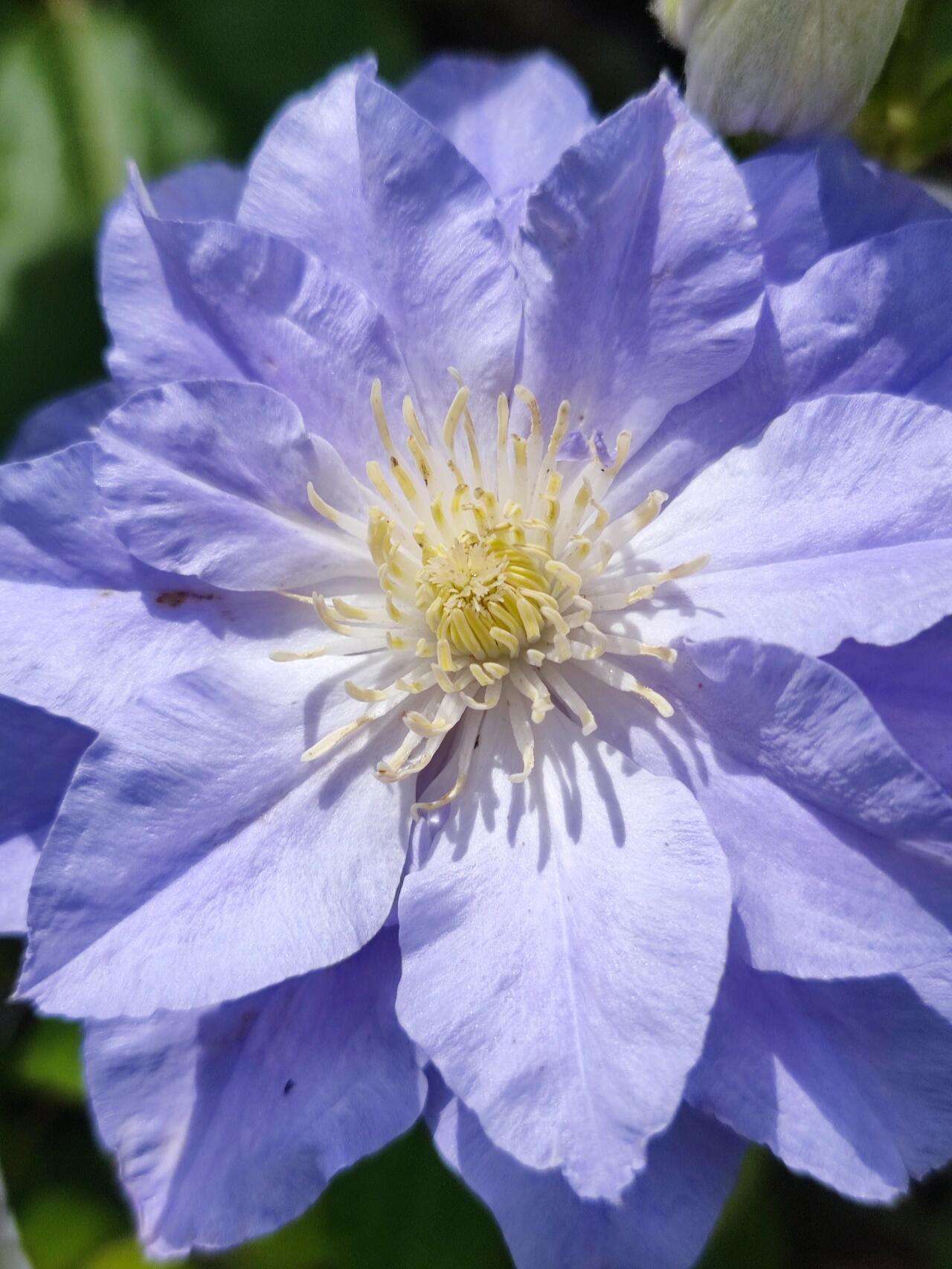 Clematis  ‘Azure Ball ’ 蔚蓝绒球