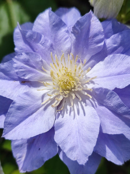 Clematis  ‘Azure Ball ’ 蔚蓝绒球