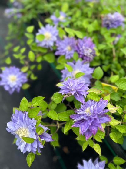 Clematis  ‘Azure Ball ’ 蔚蓝绒球
