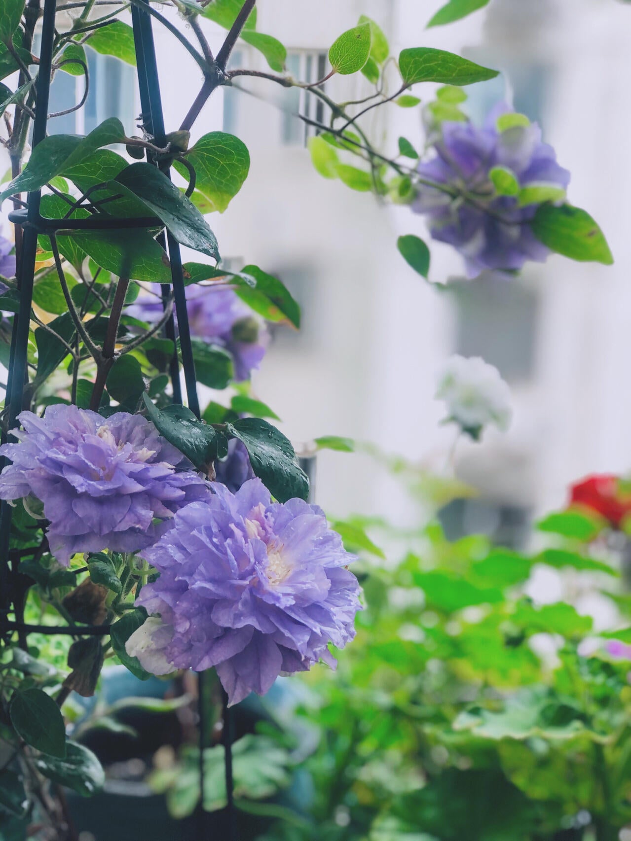 Clematis  ‘Azure Ball ’ 蔚蓝绒球