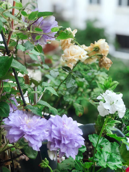 Clematis  ‘Azure Ball ’ 蔚蓝绒球