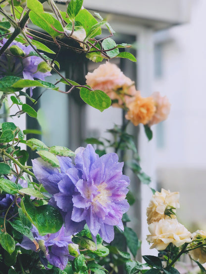 Clematis  ‘Azure Ball ’ 蔚蓝绒球