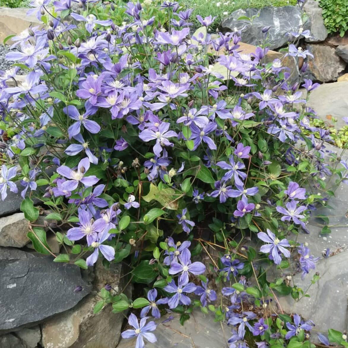 Clematis 'Arabella'阿拉贝拉