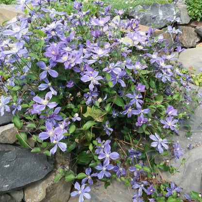 Clematis 'Arabella'阿拉贝拉