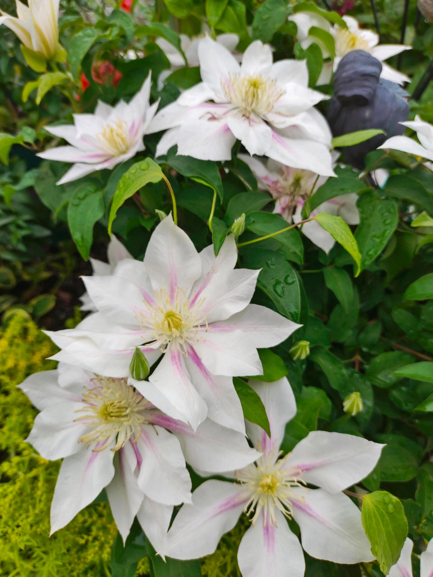 Clematis  ‘Andromeda ’ | 仙女座