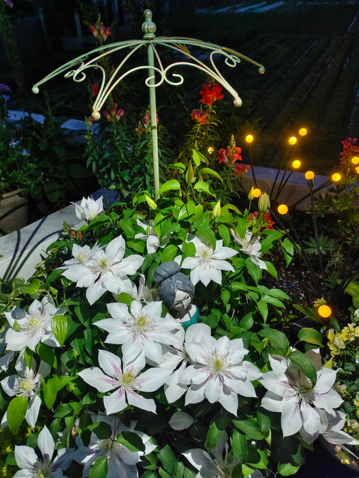 Clematis  ‘Andromeda ’ | 仙女座