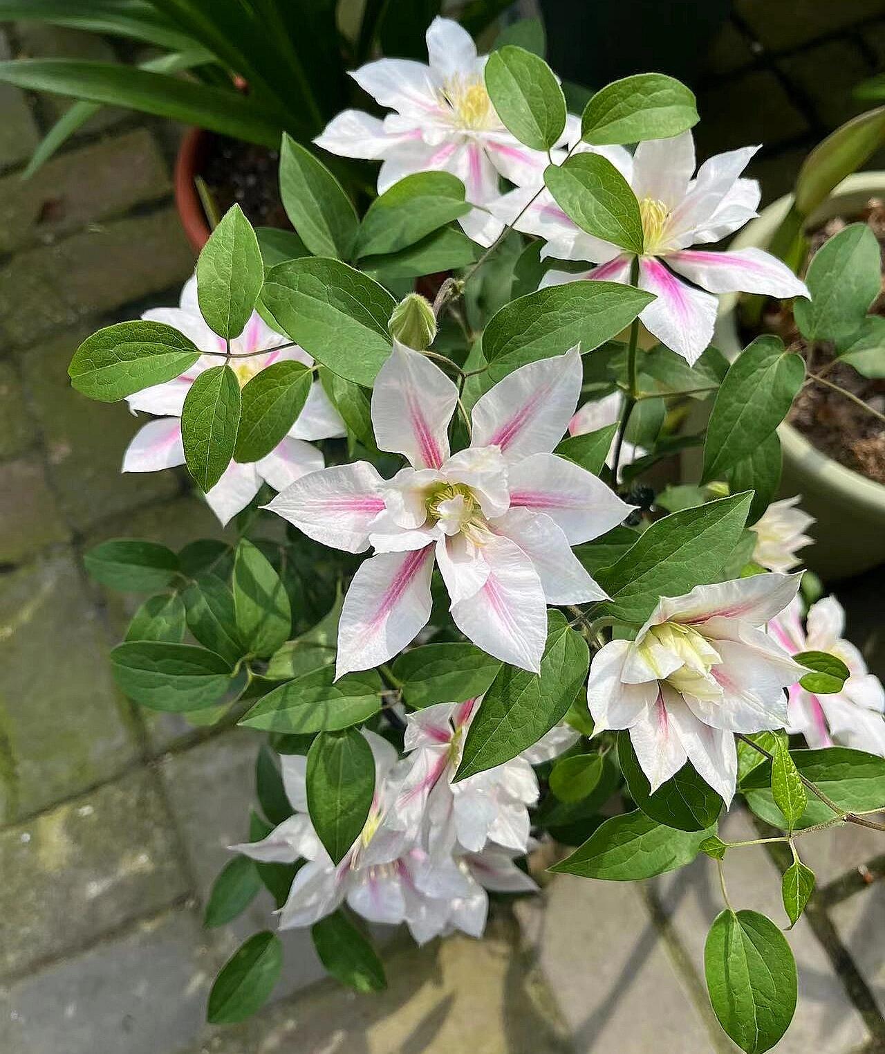 Clematis  ‘Andromeda ’ | 仙女座