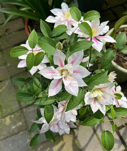Clematis  ‘Andromeda ’ | 仙女座