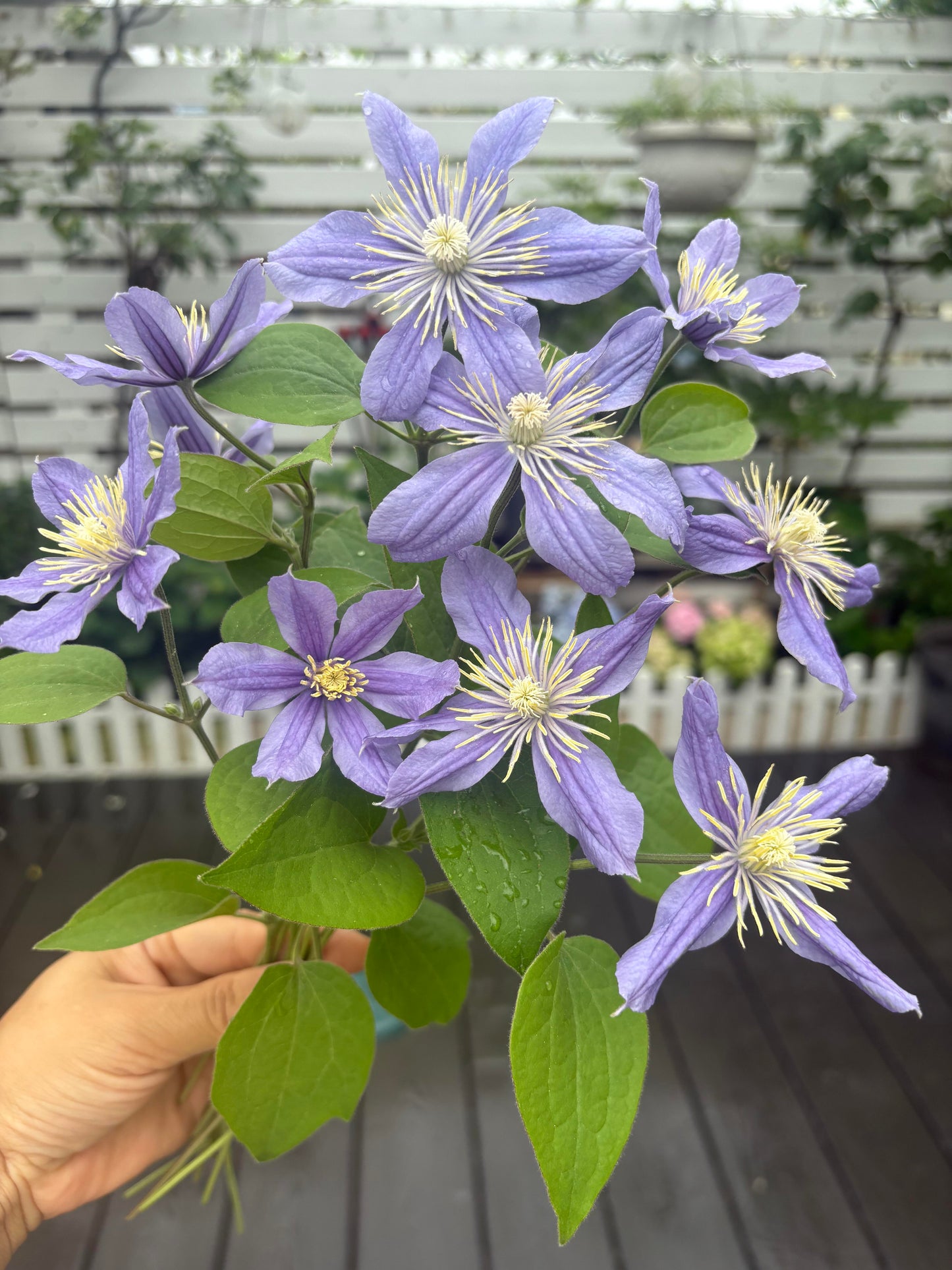 Clematis 'Arabella'阿拉贝拉
