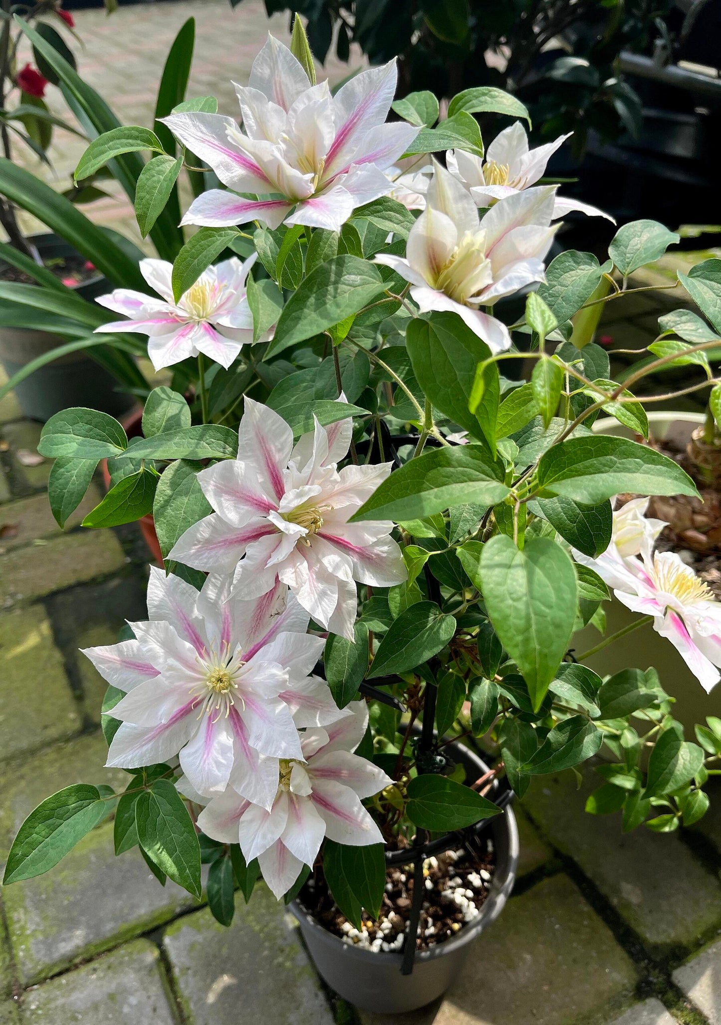 Clematis  ‘Andromeda ’ | 仙女座