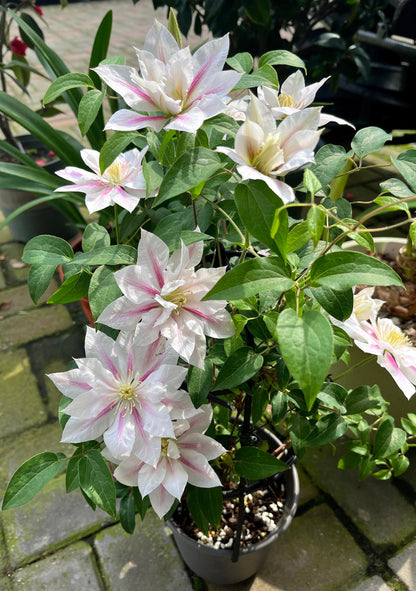 Clematis  ‘Andromeda ’ | 仙女座