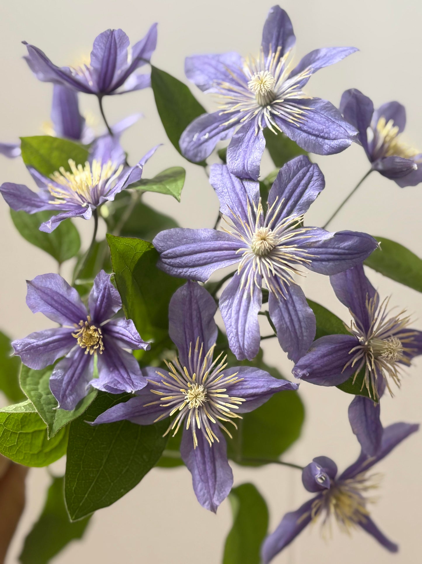 Clematis 'Arabella'阿拉贝拉
