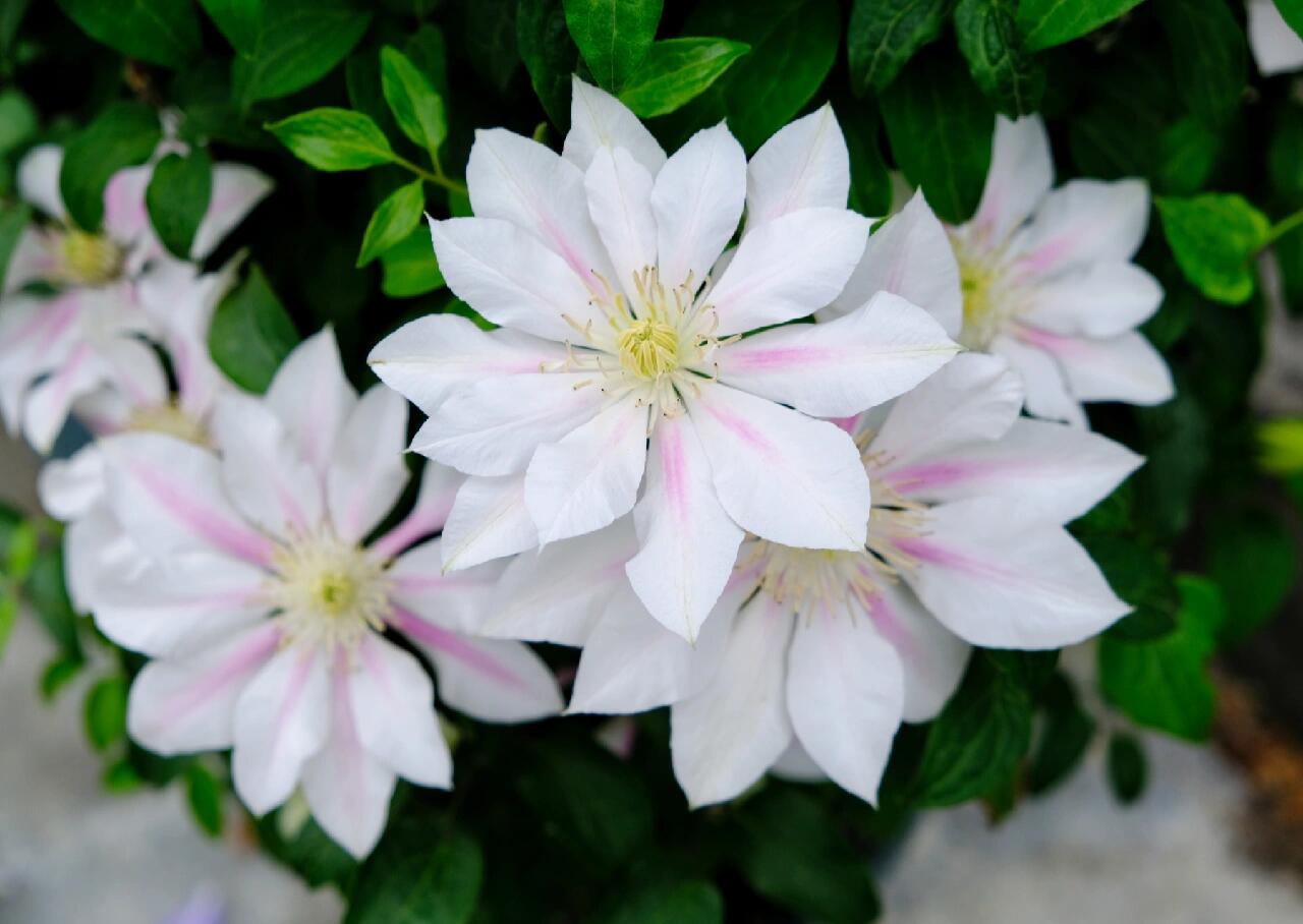 Clematis  ‘Andromeda ’ | 仙女座