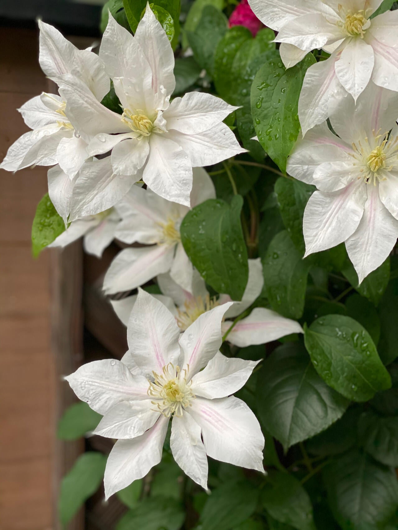 Clematis  ‘Andromeda ’ | 仙女座