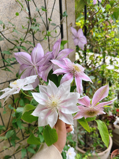 Clematis  ‘Andromeda ’ | 仙女座