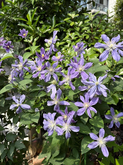 Clematis 'Arabella'阿拉贝拉