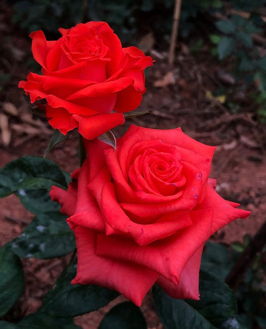 Rose ' Orange Bowl  | 修行者