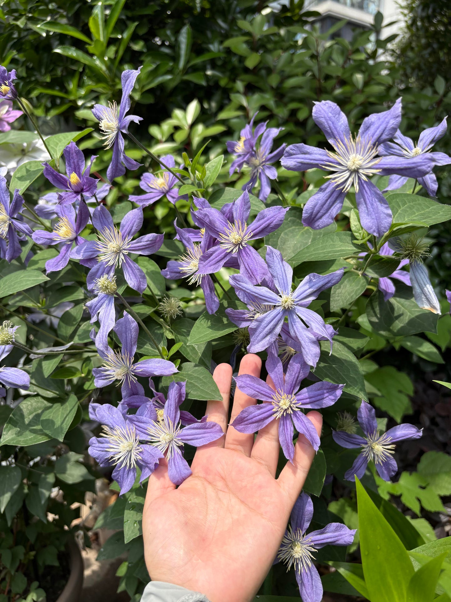 Clematis 'Arabella'阿拉贝拉