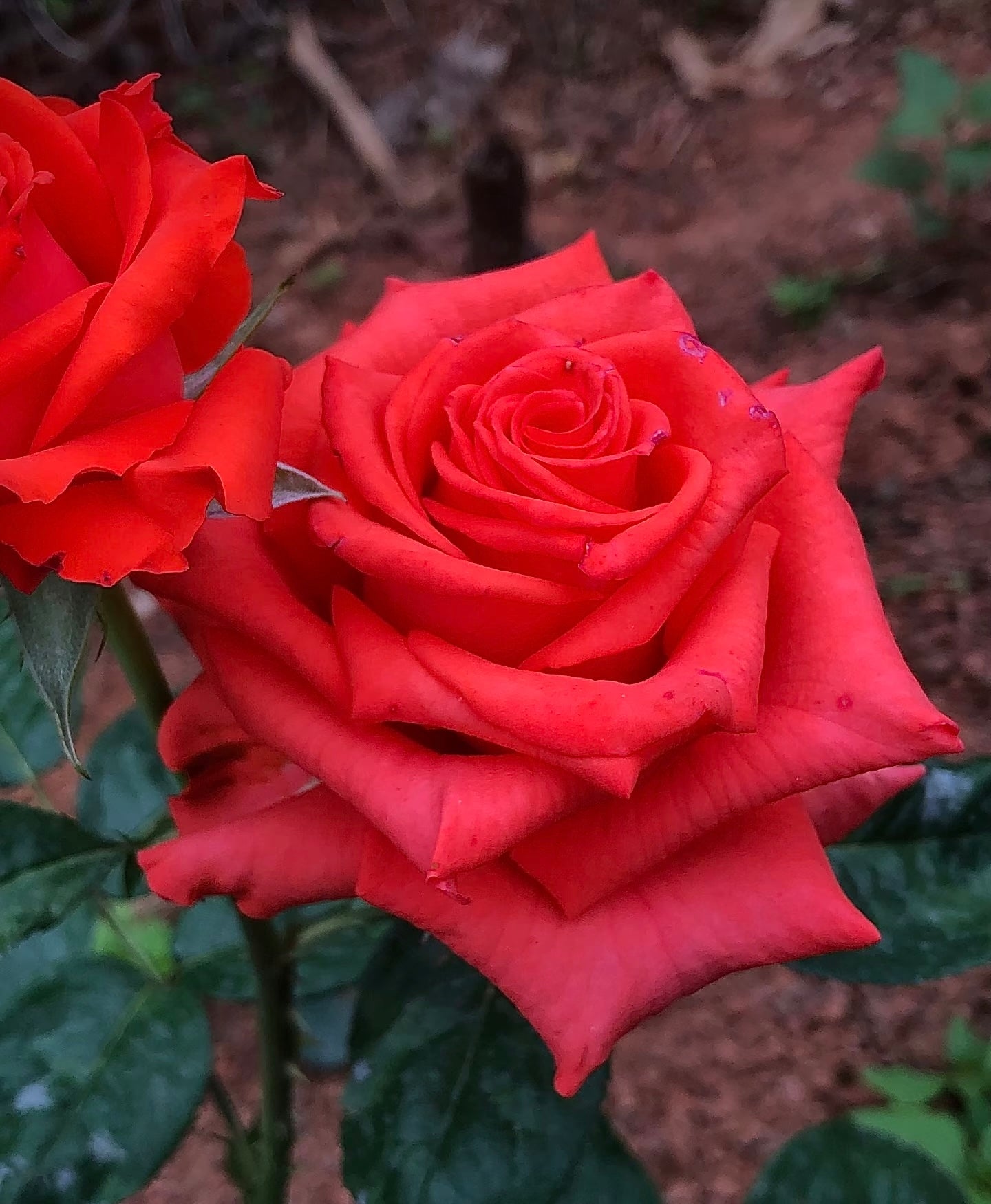 Rose ' Orange Bowl  | 修行者
