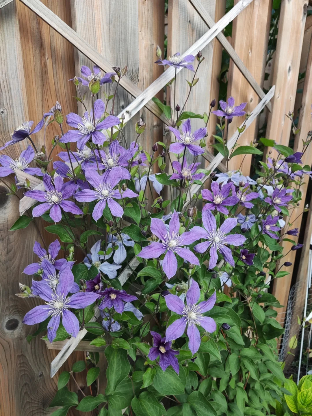 Clematis 'Arabella'阿拉贝拉
