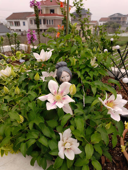 Clematis  ‘Andromeda ’ | 仙女座