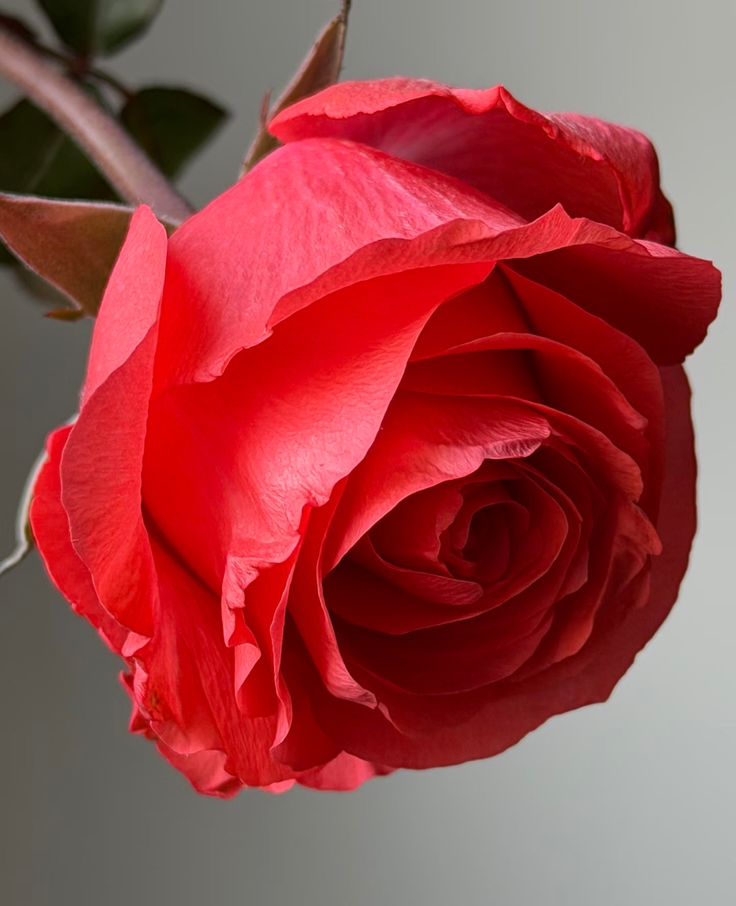 Rose ' Orange Bowl  | 修行者